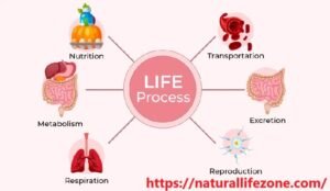 Life Processes Class 10 Notes