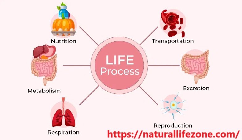 Life Processes Class 10 Notes